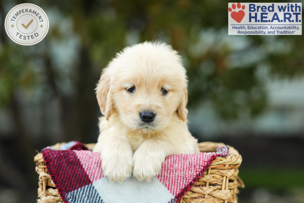 Kimmy Image of Kimmy, a Golden Retriever puppy