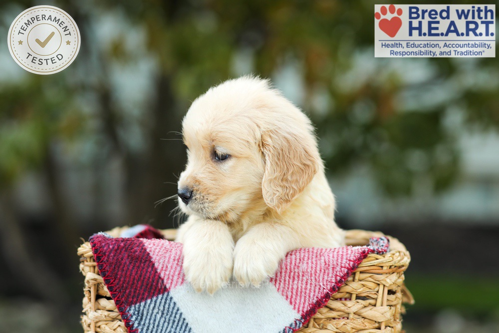 Kimmy Image of Kimmy, a Golden Retriever puppy