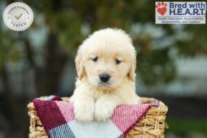 Image of Kimmy, a Golden Retriever puppy
