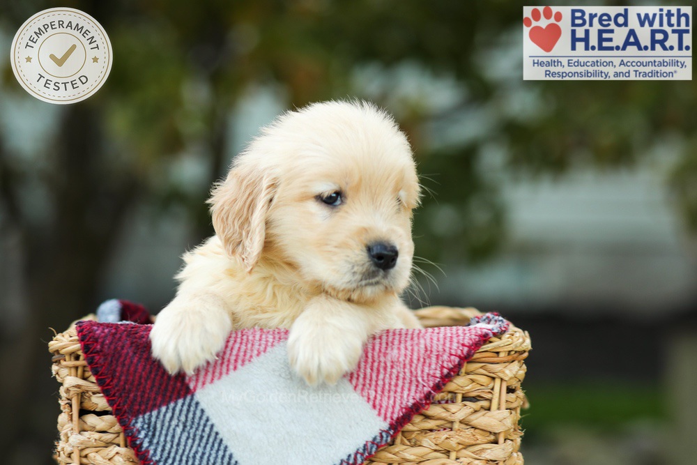 Kimmy Image of Kimmy, a Golden Retriever puppy