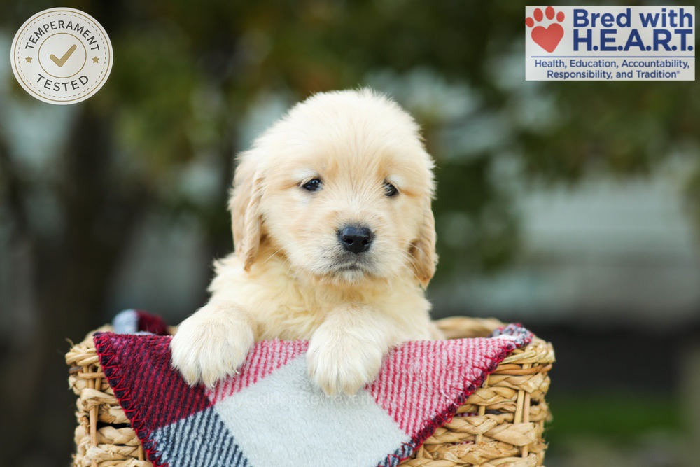 Kimmy Image of Kimmy, a Golden Retriever puppy