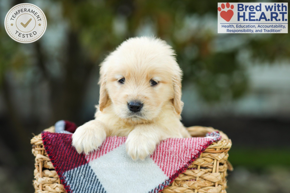 Kimmy Image of Kimmy, a Golden Retriever puppy