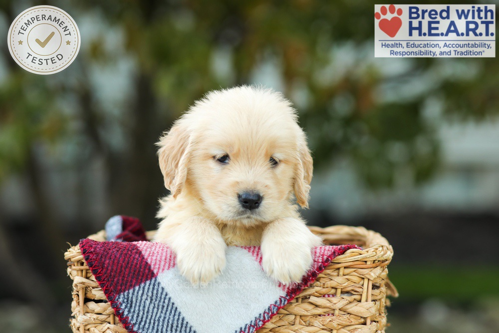 Kimmy Image of Kimmy, a Golden Retriever puppy