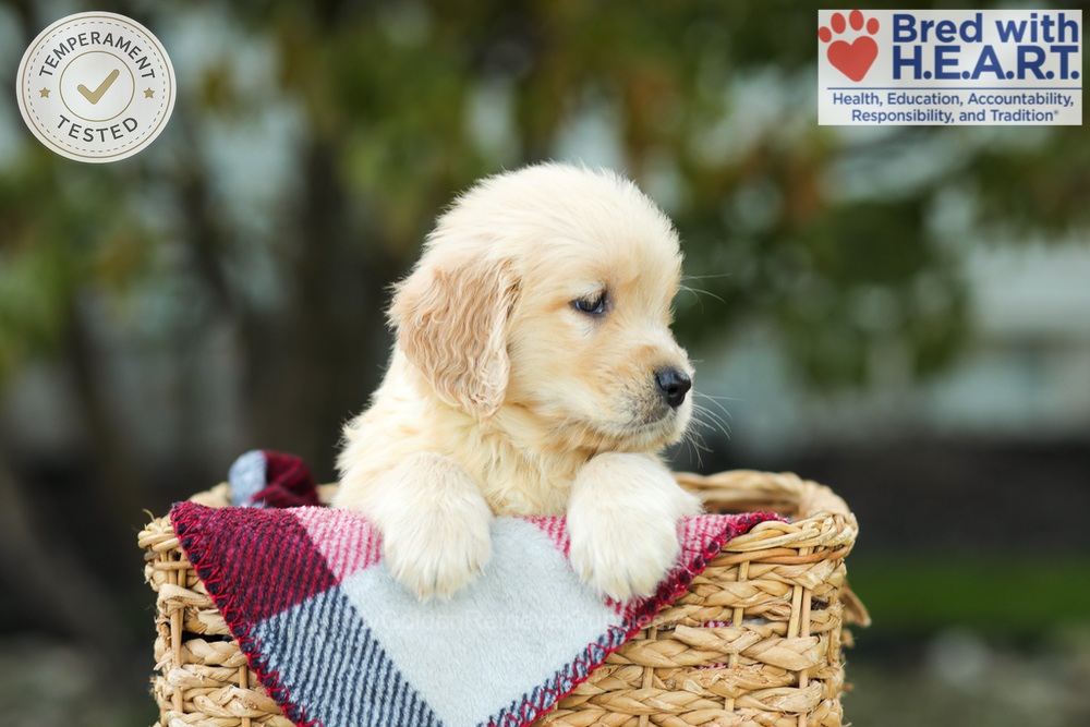 Kimmy Image of Kimmy, a Golden Retriever puppy