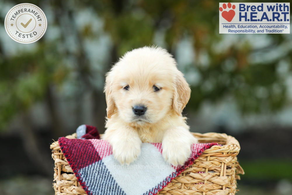 Kimmy Image of Kimmy, a Golden Retriever puppy