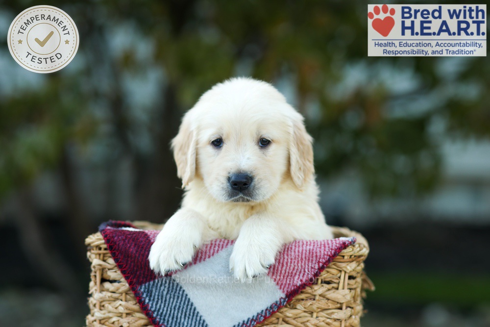 Kobe Image of Kobe, a Golden Retriever puppy