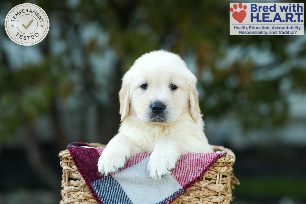 Kobe Image of Kobe, a Golden Retriever puppy