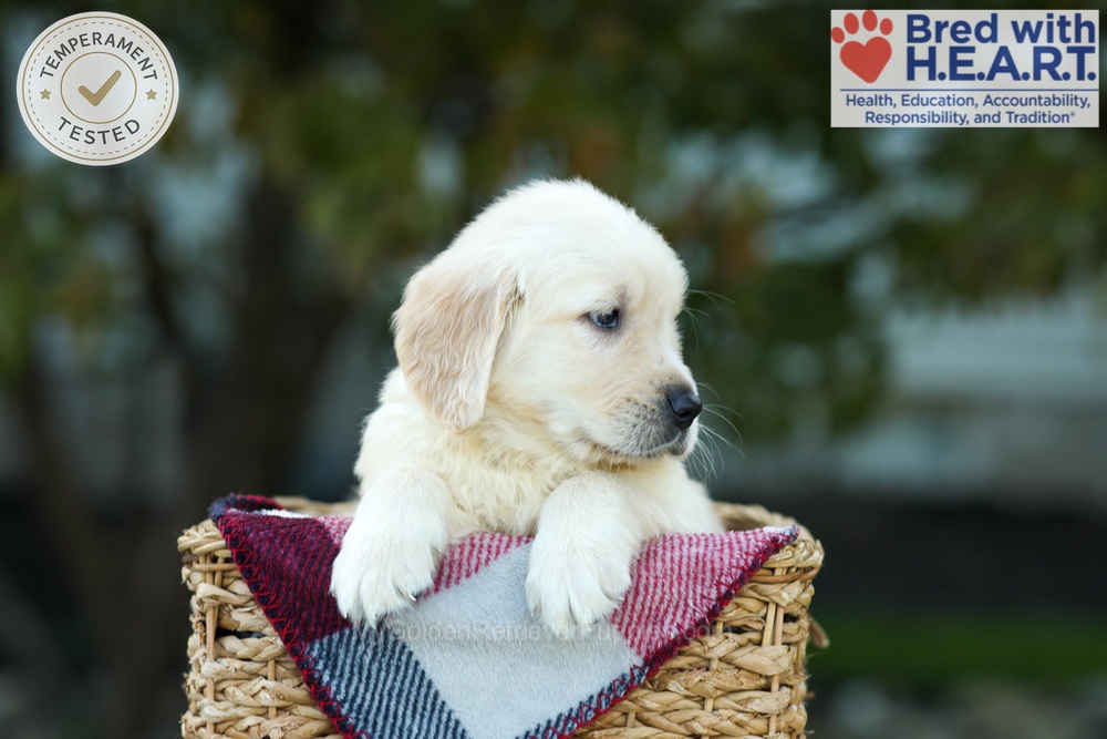 Kobe Image of Kobe, a Golden Retriever puppy