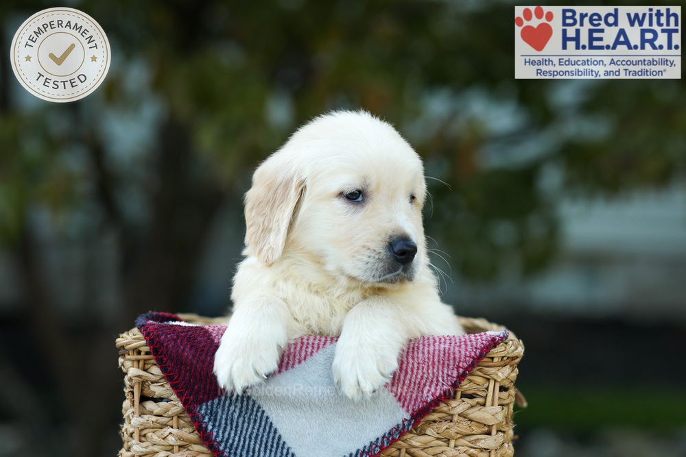 Kobe Image of Kobe, a Golden Retriever puppy