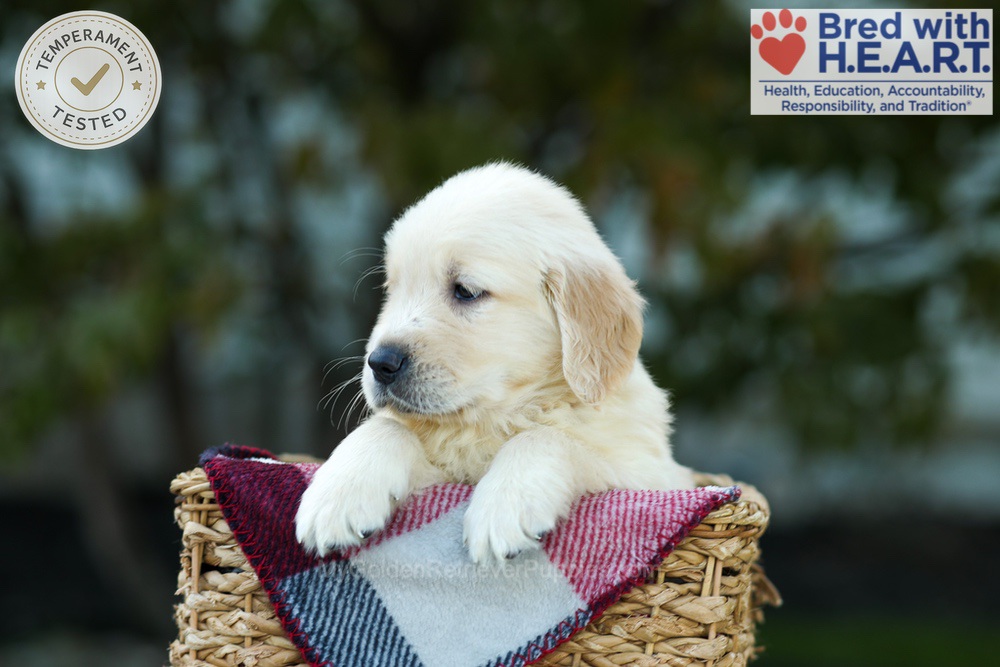 Kobe Image of Kobe, a Golden Retriever puppy