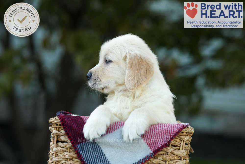 Kobe Image of Kobe, a Golden Retriever puppy