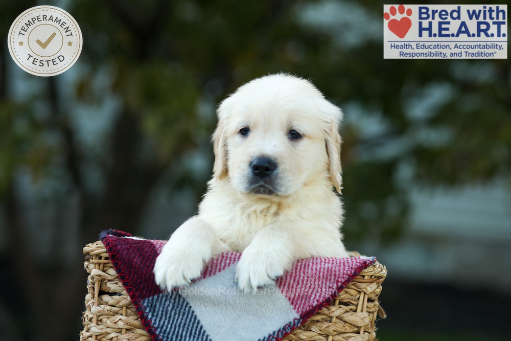 Kobe Image of Kobe, a Golden Retriever puppy