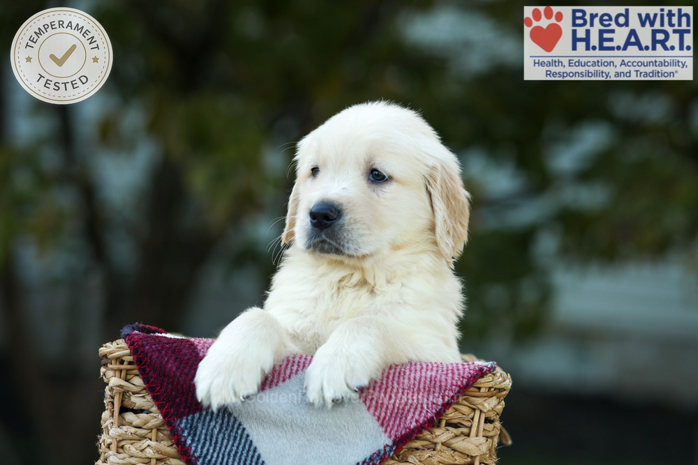 Kobe Image of Kobe, a Golden Retriever puppy