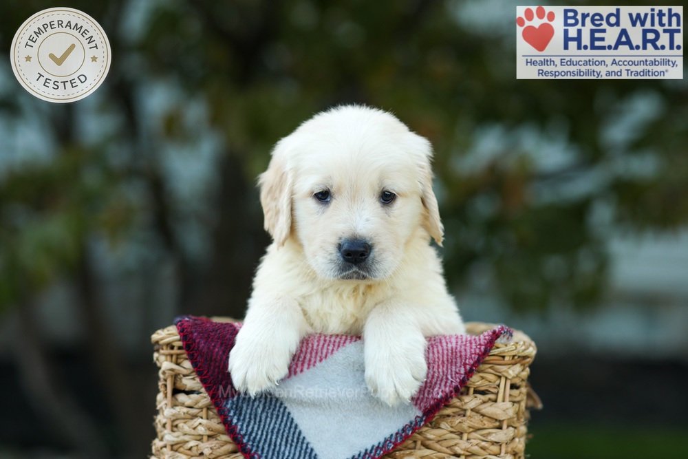 Kobe Image of Kobe, a Golden Retriever puppy