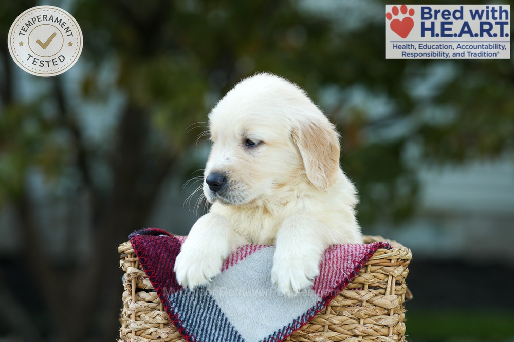 Kobe Image of Kobe, a Golden Retriever puppy