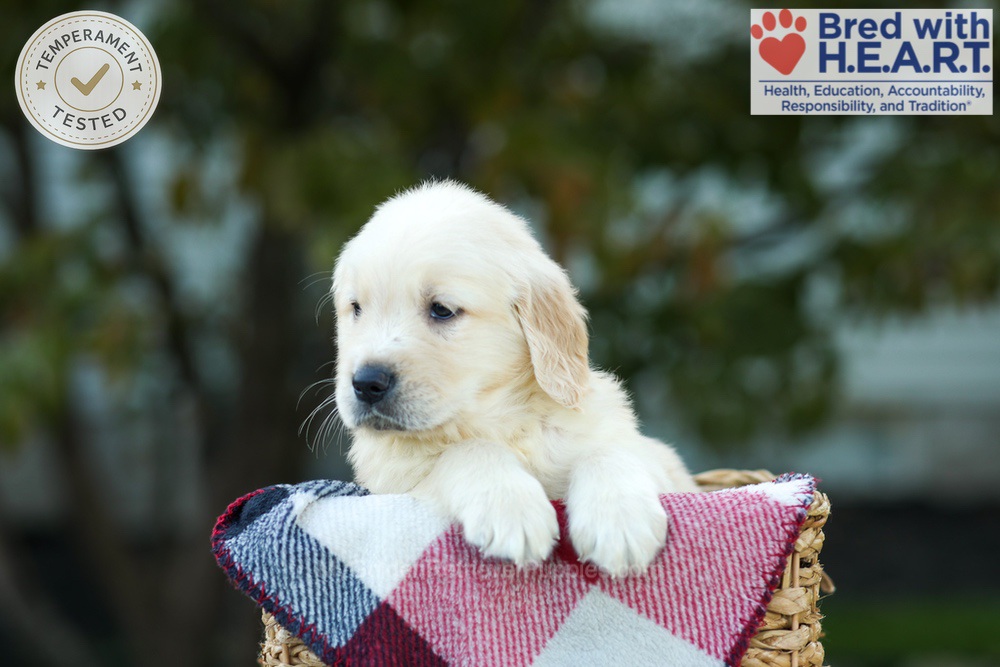 Kobe Image of Kobe, a Golden Retriever puppy
