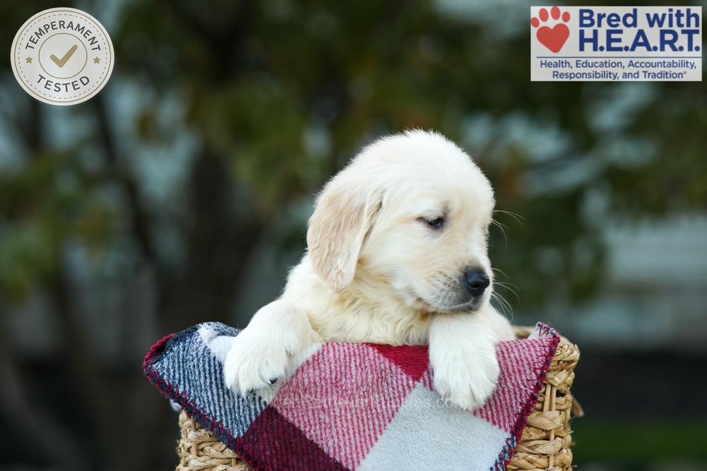 Kobe Image of Kobe, a Golden Retriever puppy