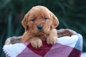 Image of Kory, a Golden Retriever puppy
