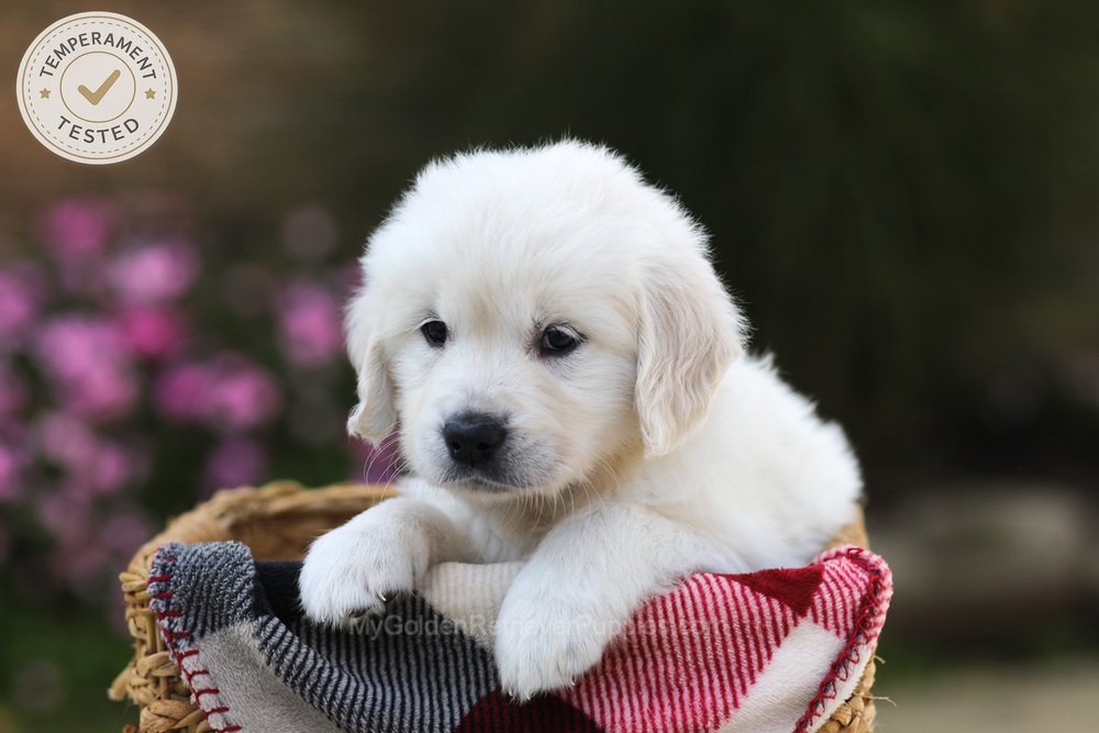 Laurel Image of Laurel, a Golden Retriever puppy