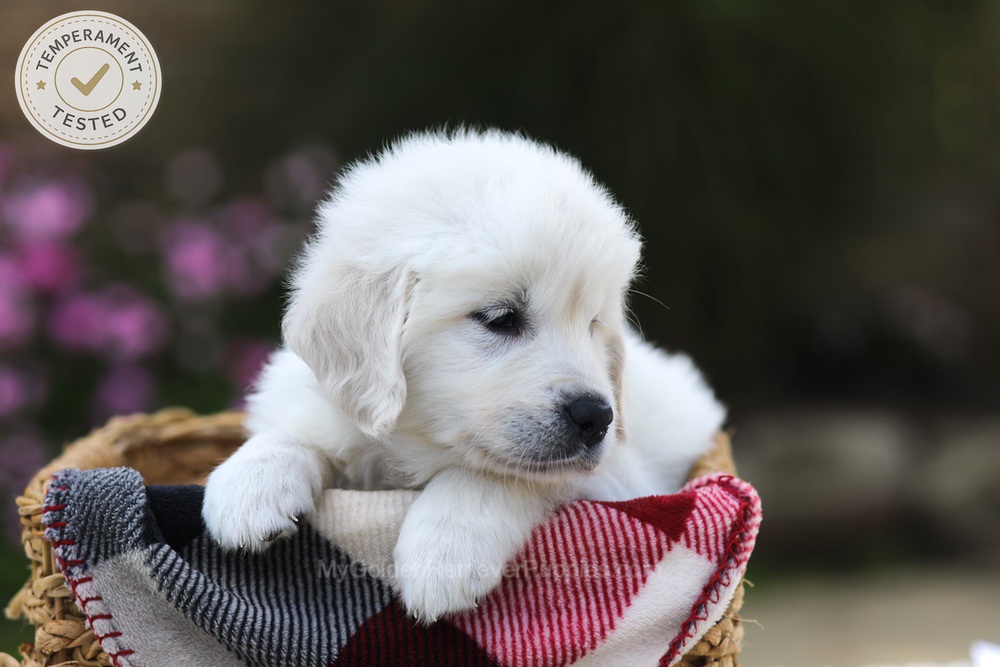 Laurel Image of Laurel, a Golden Retriever puppy