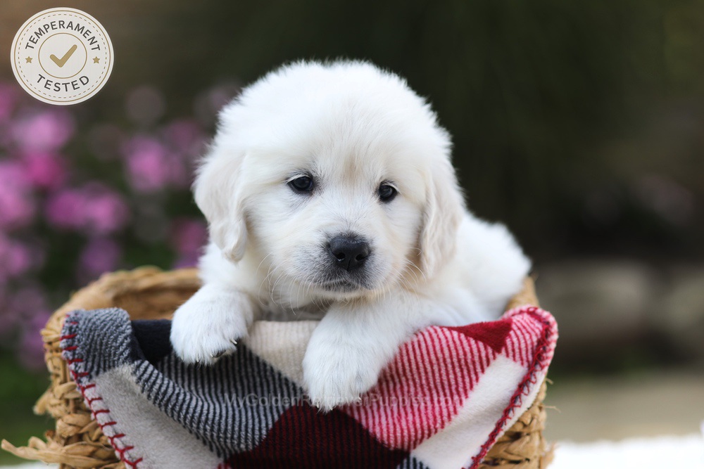 Laurel Image of Laurel, a Golden Retriever puppy