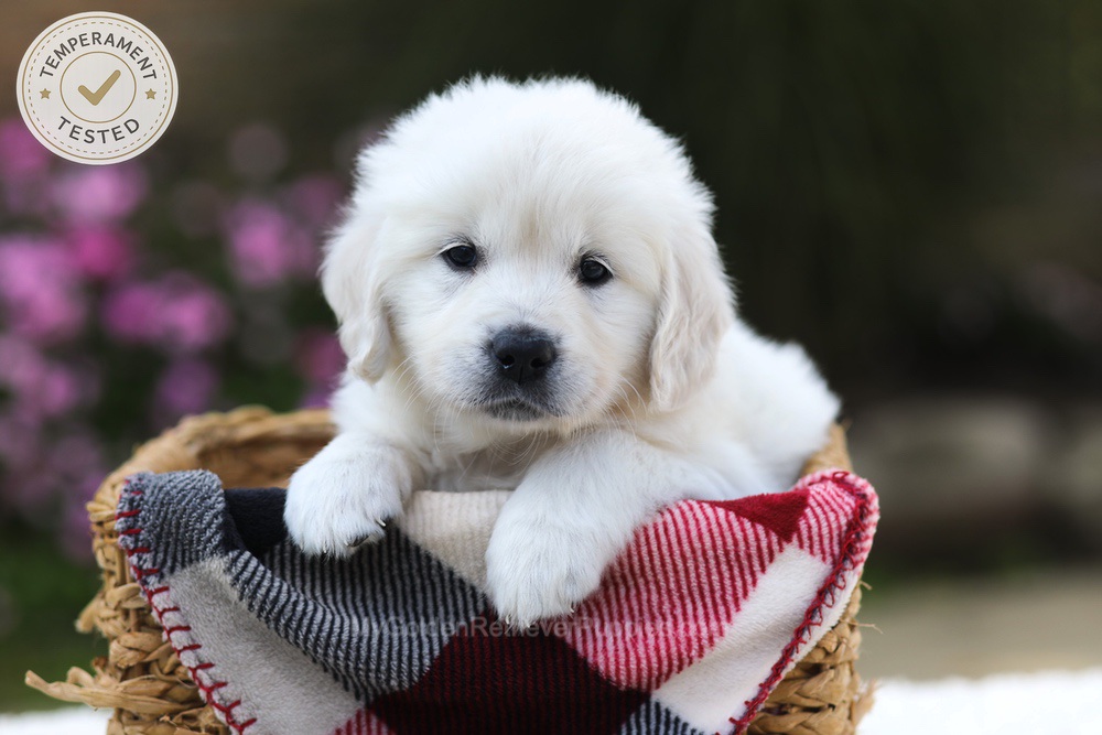 Laurel Image of Laurel, a Golden Retriever puppy