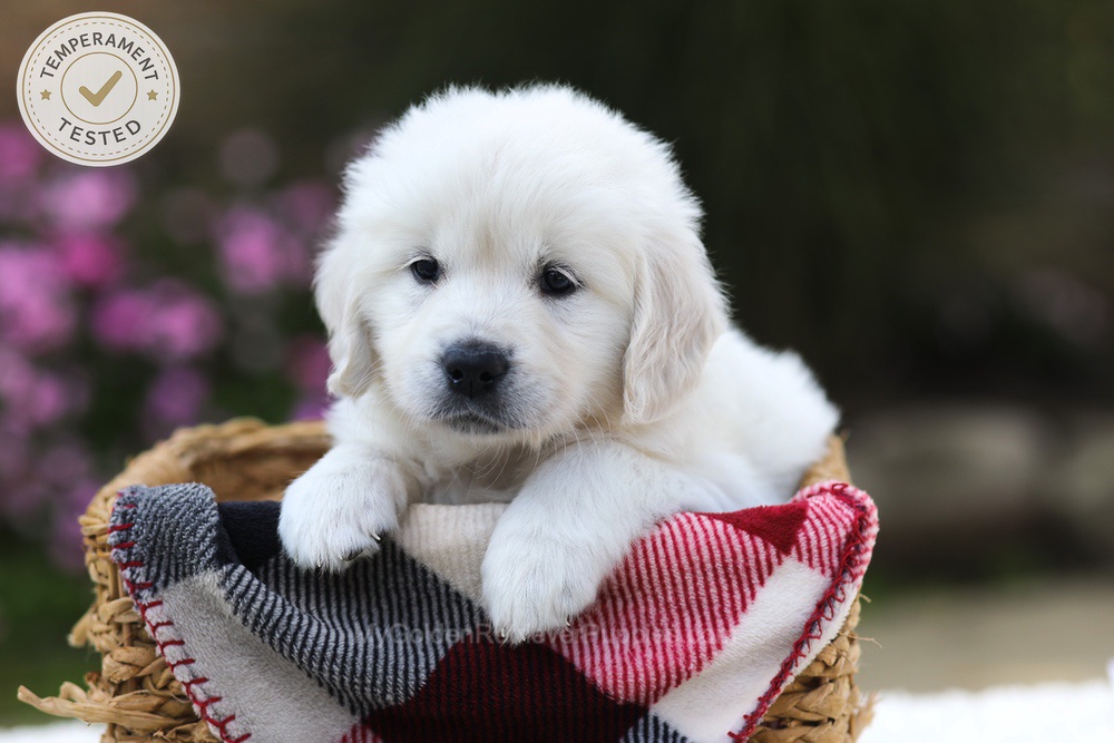 Laurel Image of Laurel, a Golden Retriever puppy