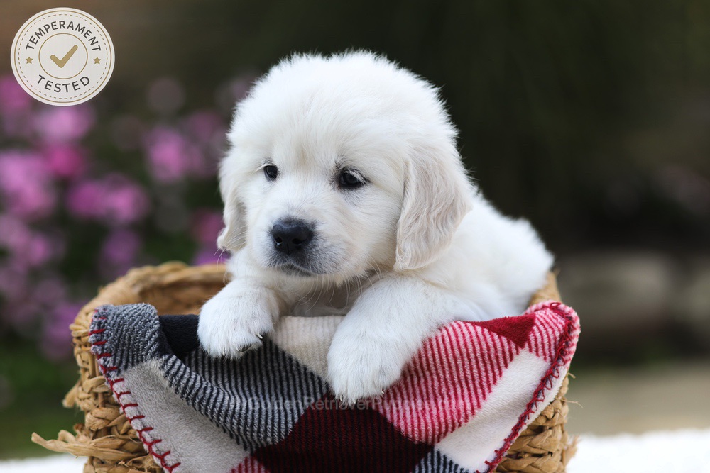 Laurel Image of Laurel, a Golden Retriever puppy