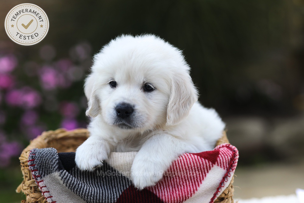 Laurel Image of Laurel, a Golden Retriever puppy