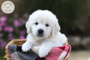 Image of Laurel, a Golden Retriever puppy