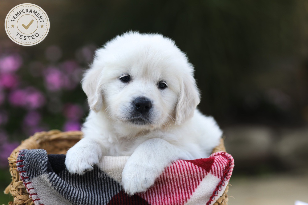 Laurel Image of Laurel, a Golden Retriever puppy