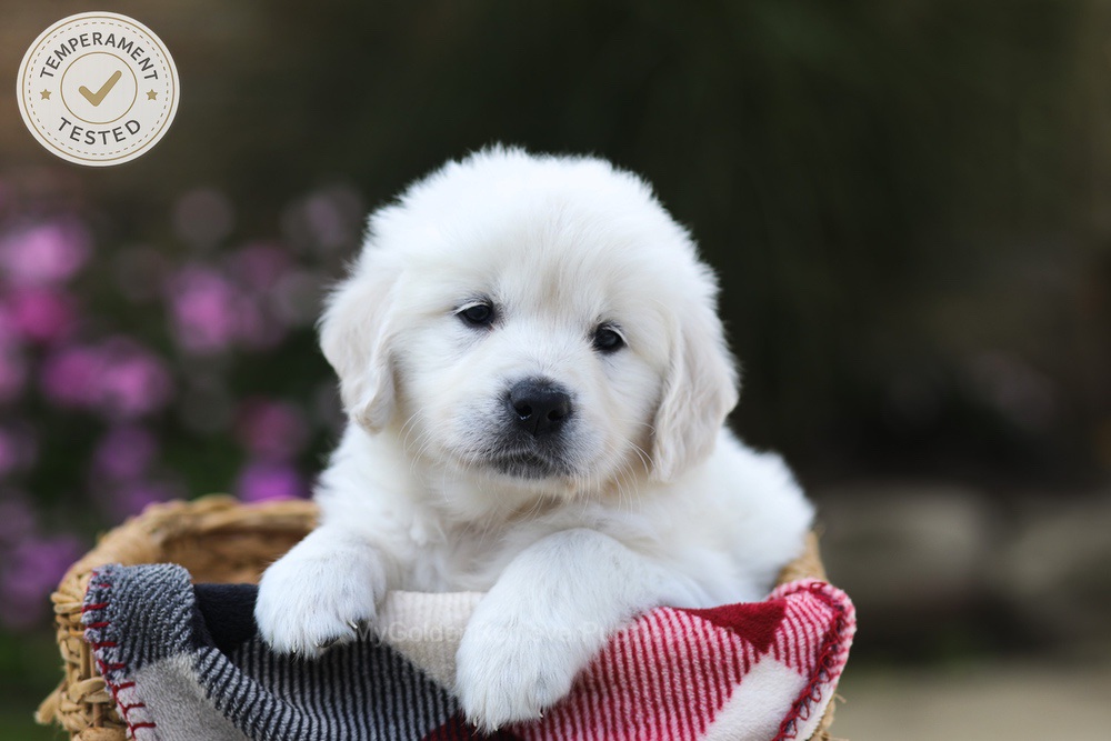 Laurel Image of Laurel, a Golden Retriever puppy