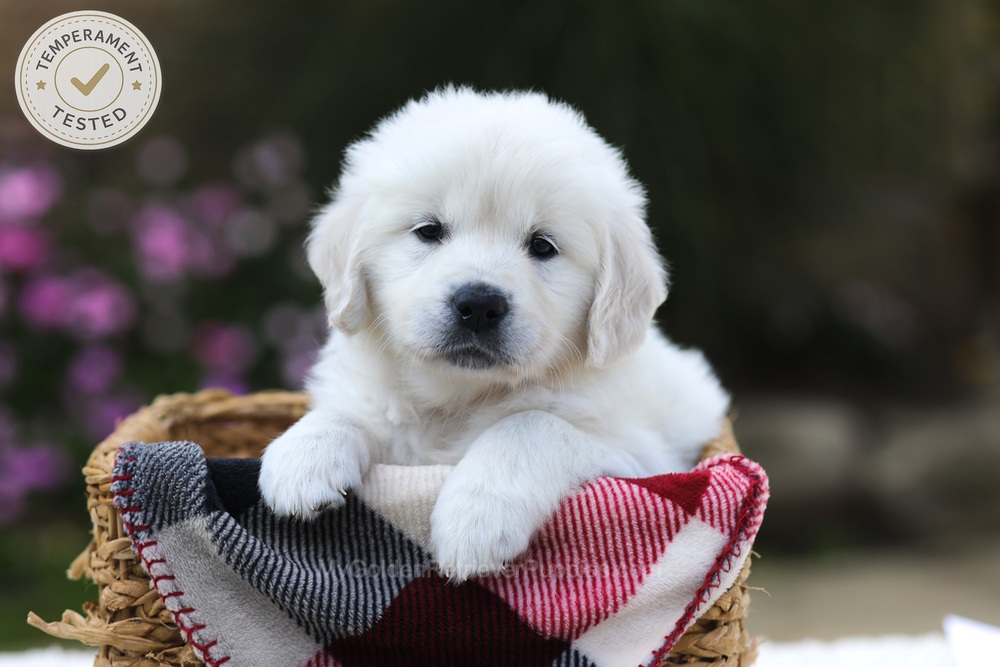Laurel Image of Laurel, a Golden Retriever puppy