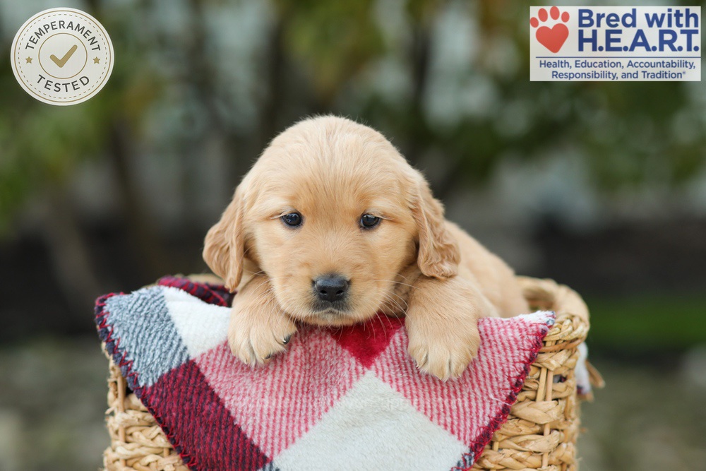 Lexi Image of Lexi, a Golden Retriever puppy