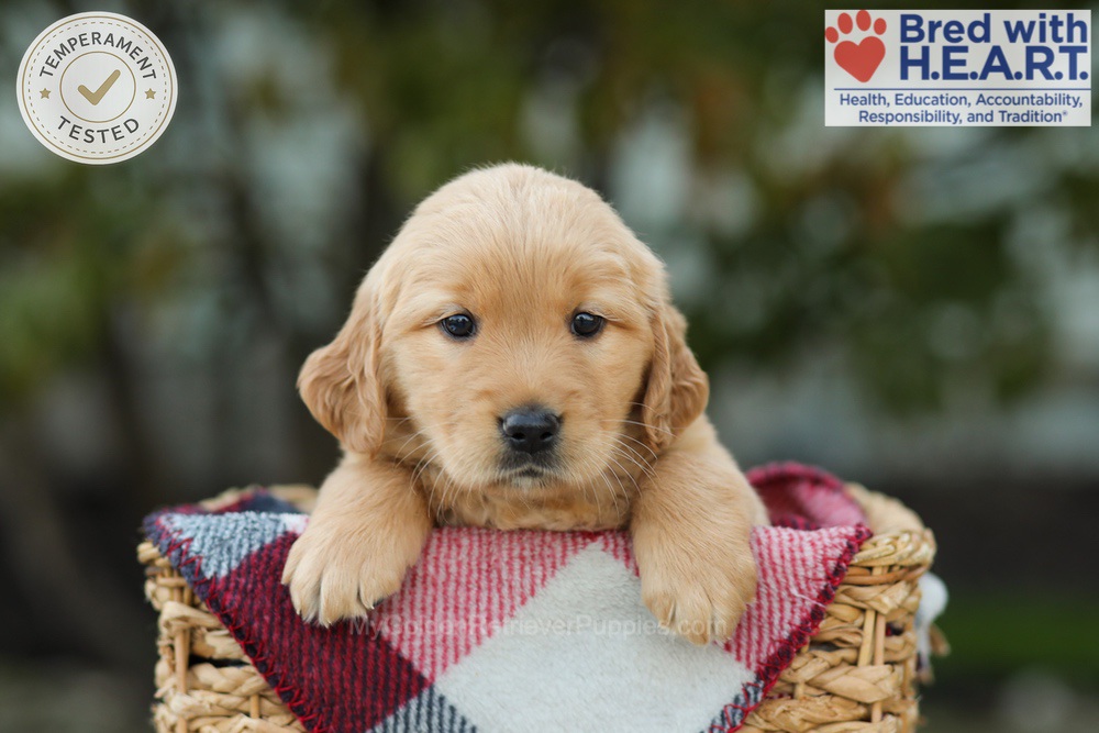 Lexi Image of Lexi, a Golden Retriever puppy