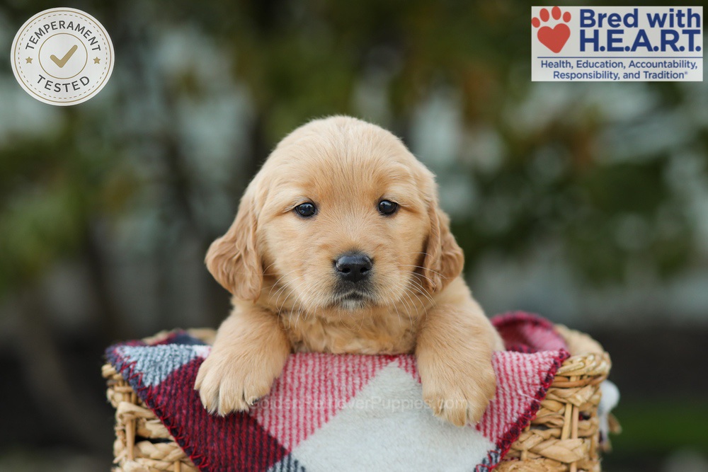 Lexi Image of Lexi, a Golden Retriever puppy