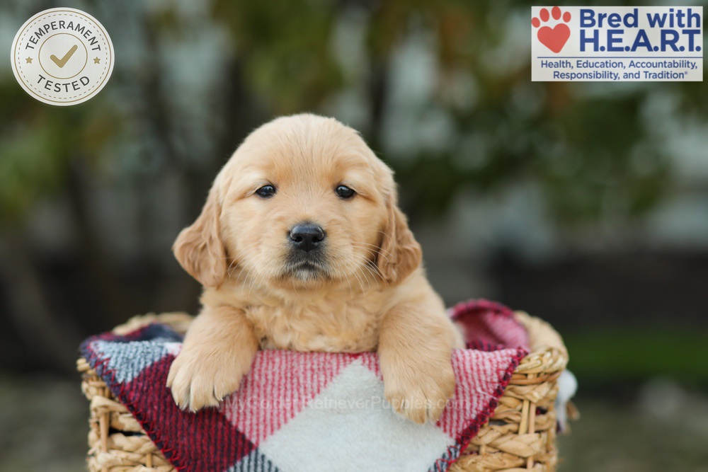 Lexi Image of Lexi, a Golden Retriever puppy