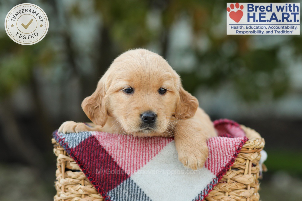 Lexi Image of Lexi, a Golden Retriever puppy
