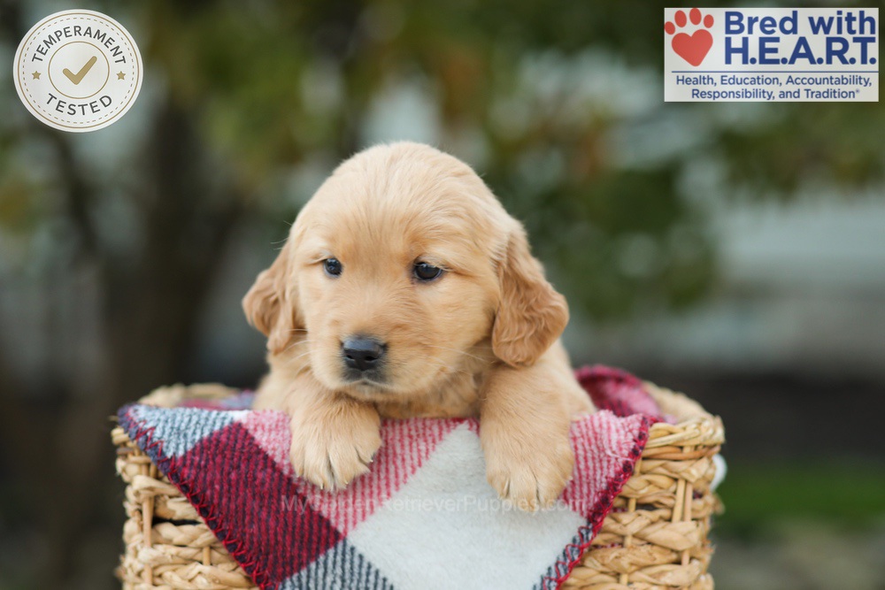 Lexi Image of Lexi, a Golden Retriever puppy