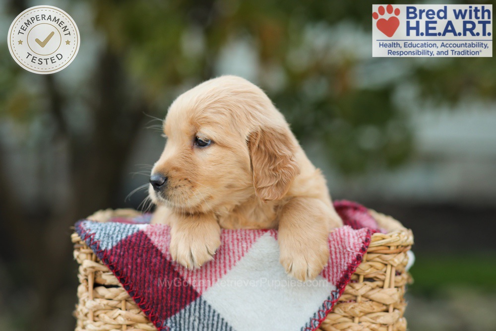 Lexi Image of Lexi, a Golden Retriever puppy