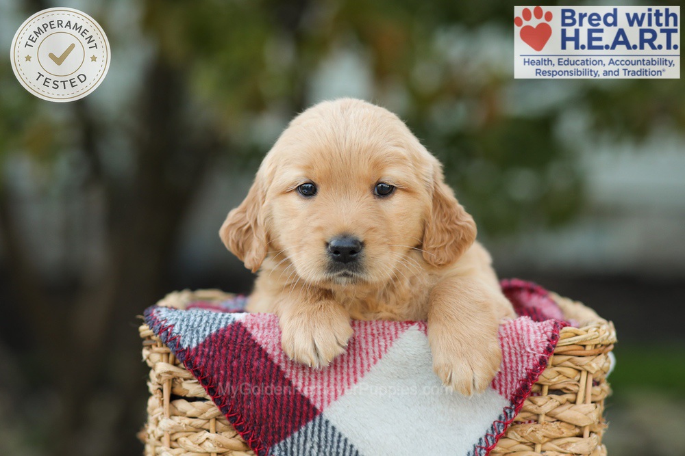 Lexi Image of Lexi, a Golden Retriever puppy