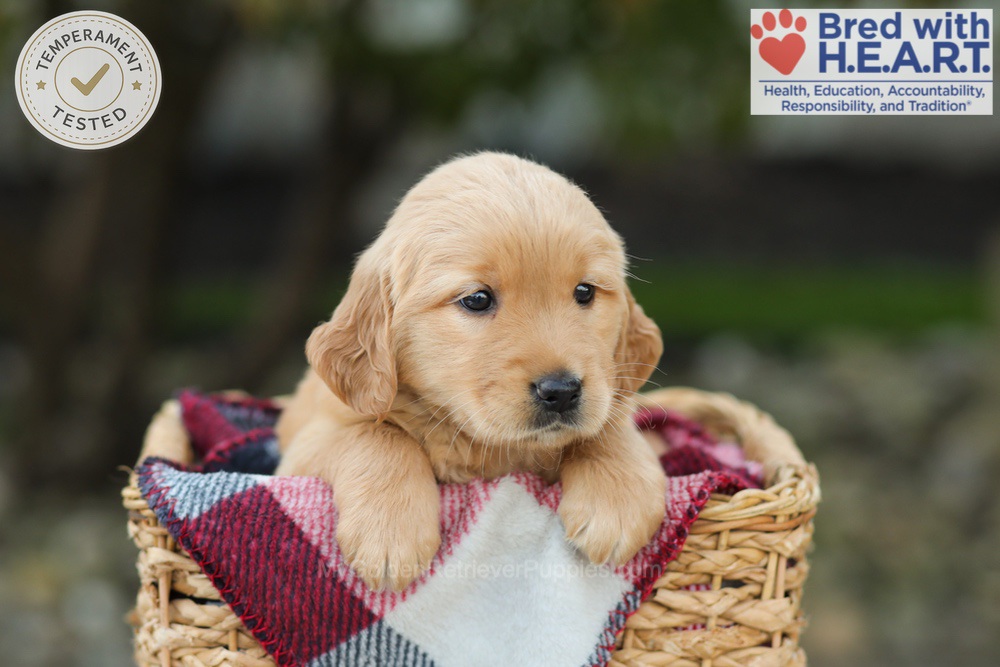 Lexi Image of Lexi, a Golden Retriever puppy