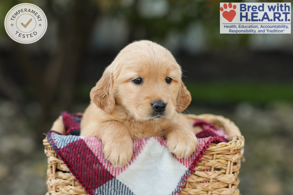 Lexi Image of Lexi, a Golden Retriever puppy