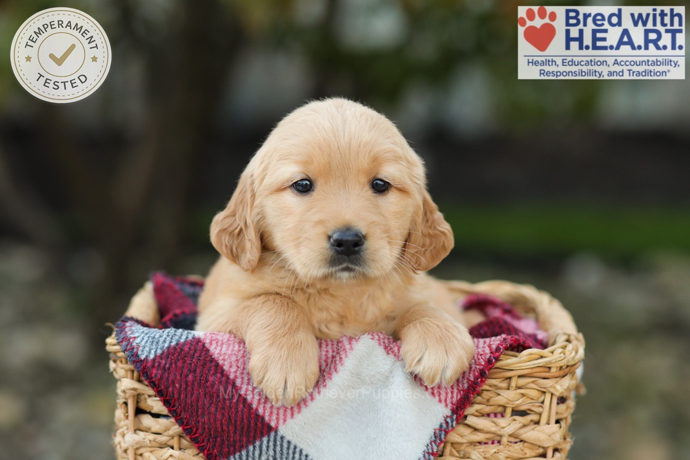 Lexi Image of Lexi, a Golden Retriever puppy