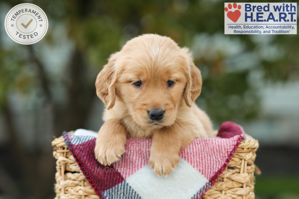 Lincoln Image of Lincoln, a Golden Retriever puppy
