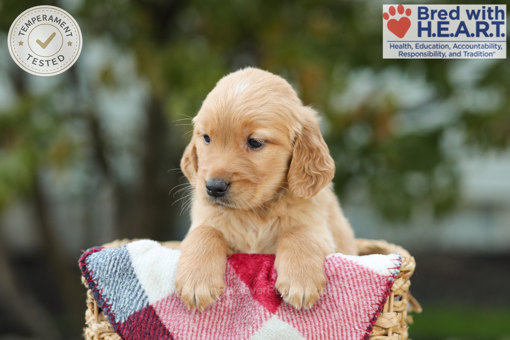 Lincoln Image of Lincoln, a Golden Retriever puppy