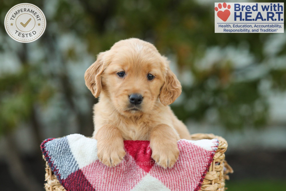 Lincoln Image of Lincoln, a Golden Retriever puppy
