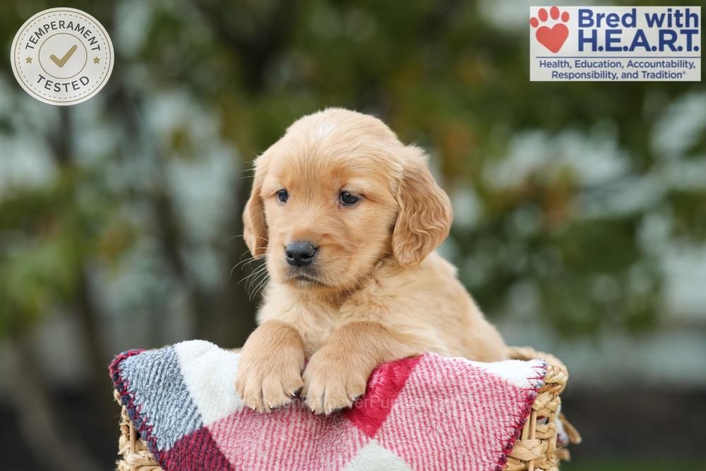 Lincoln Image of Lincoln, a Golden Retriever puppy