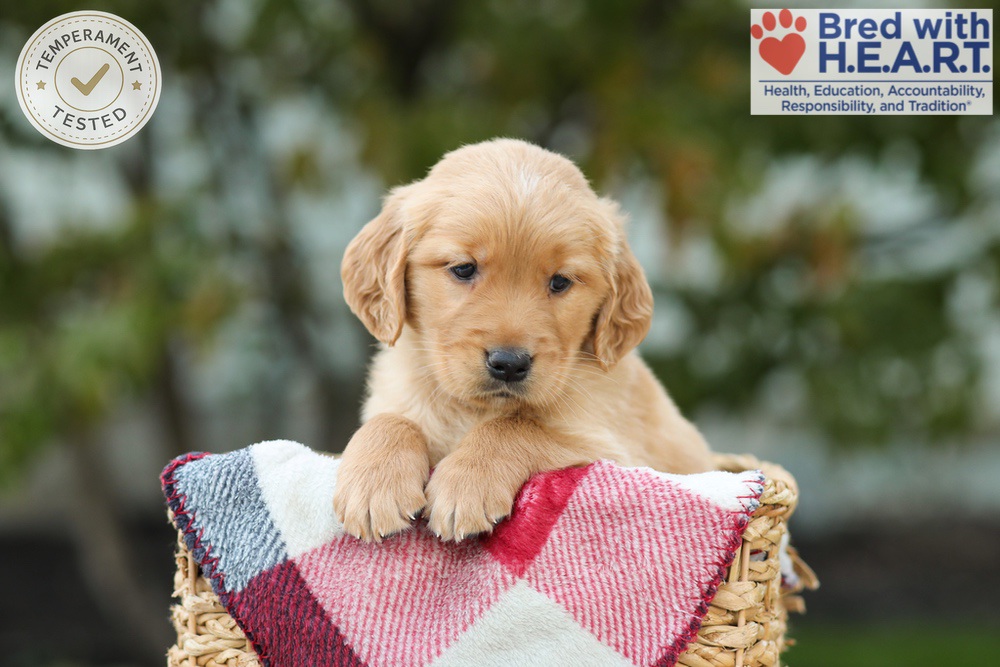 Lincoln Image of Lincoln, a Golden Retriever puppy