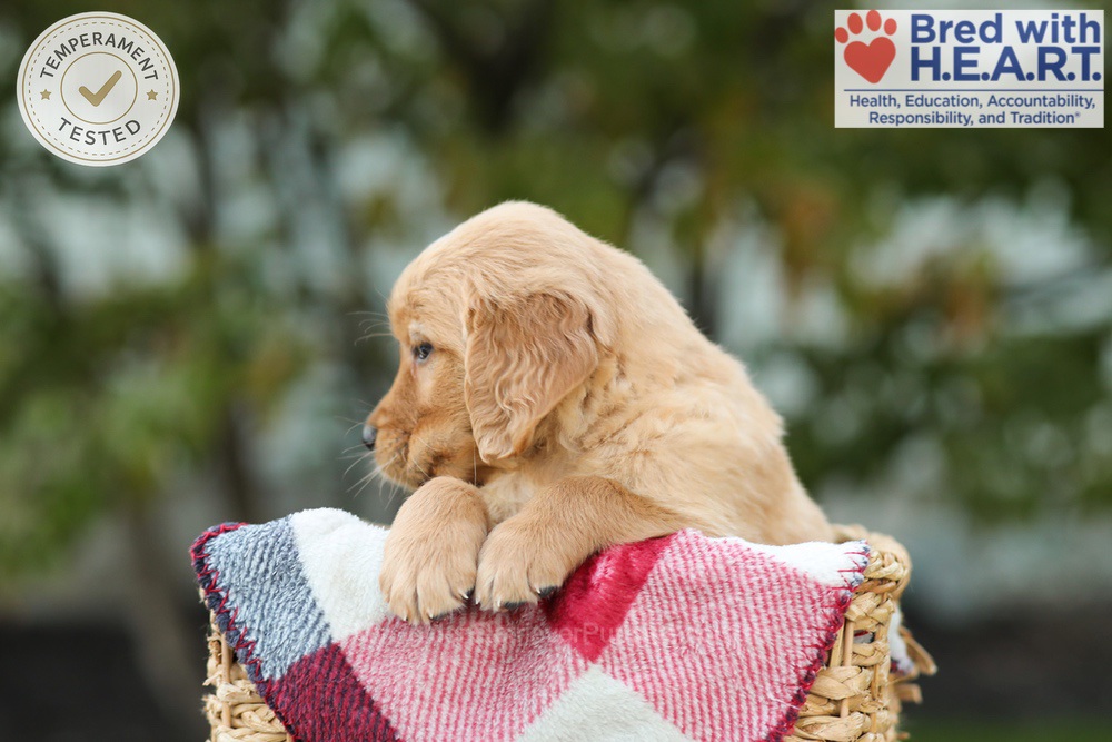 Lincoln Image of Lincoln, a Golden Retriever puppy